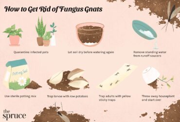 How To Get Rid Of Gnats From Houseplants