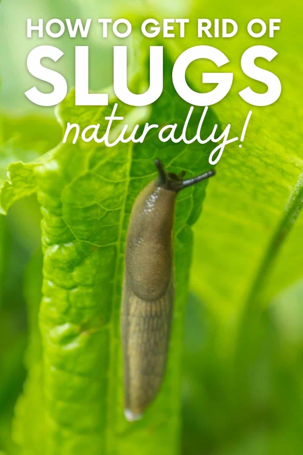 How To Get Rid Of Slugs From Garden: Proven Strategies
