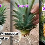 How To Grow A Pineapple Plant From A Pineapple