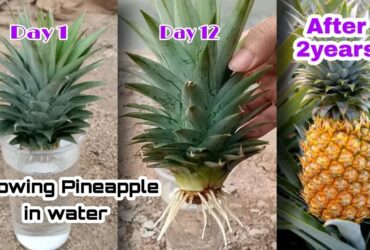 How To Grow A Pineapple Plant From A Pineapple