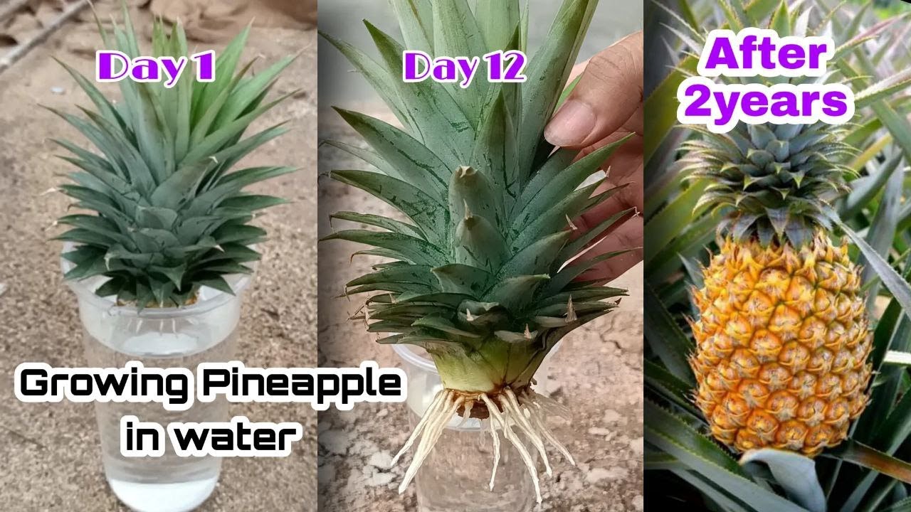 How To Grow A Pineapple Plant From A Pineapple