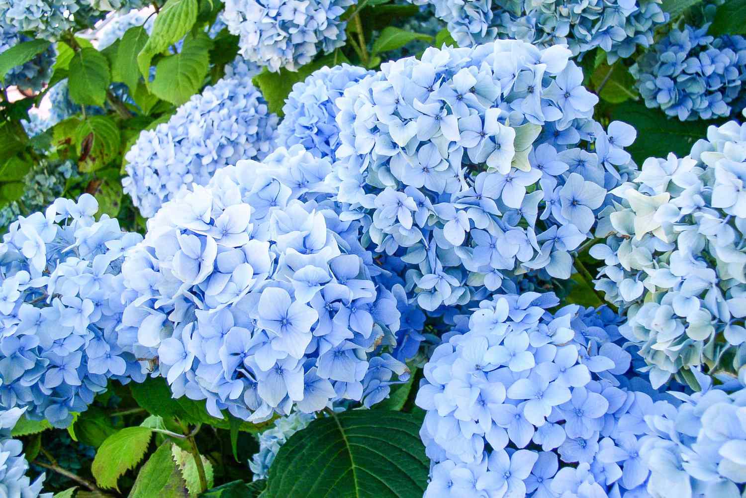 How To Plant And Care For Hydrangeas: Blooming Success!