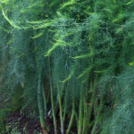 How To Grow Asparagus Plants