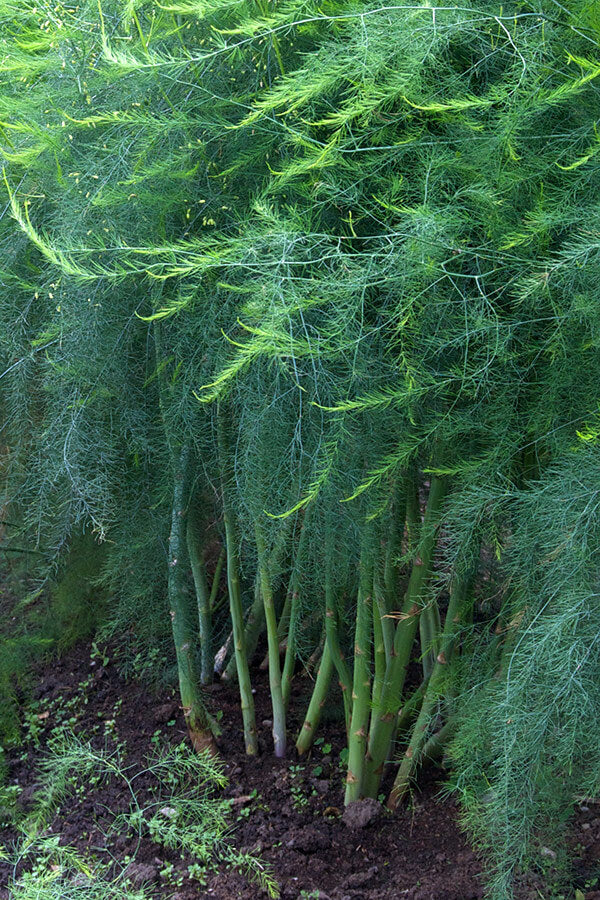 How To Grow Asparagus Plants