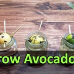 How To Grow Avocado Plants From Seed