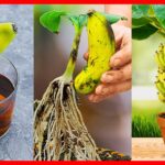 How To Grow Banana Tree From Banana