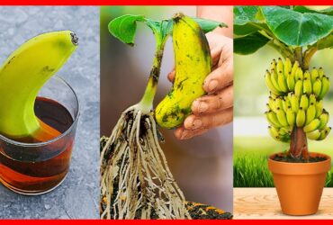 How To Grow Banana Tree From Banana