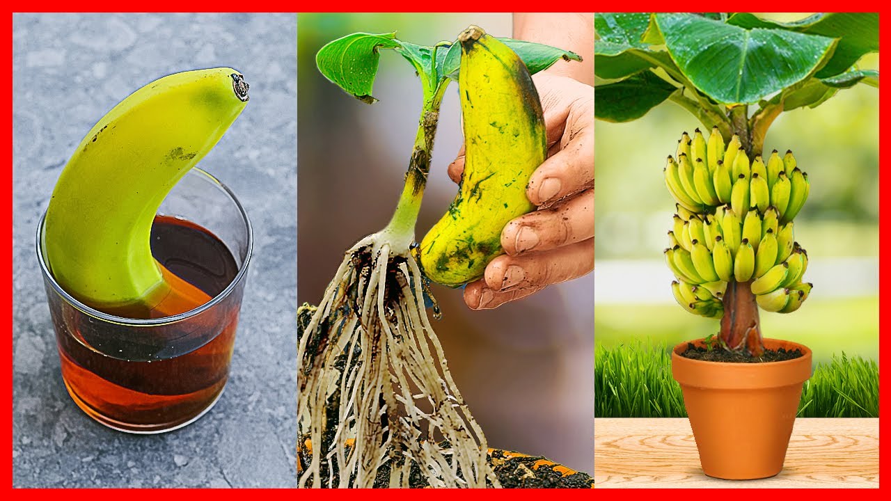How To Grow Banana Tree From Banana