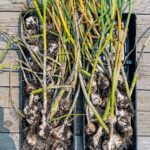 How To Grow Garlic Plants