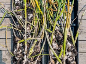 How To Grow Garlic Plants