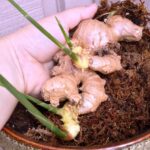 How To Grow Ginger From Ginger Root