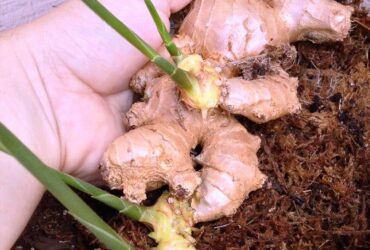 How To Grow Ginger From Ginger Root