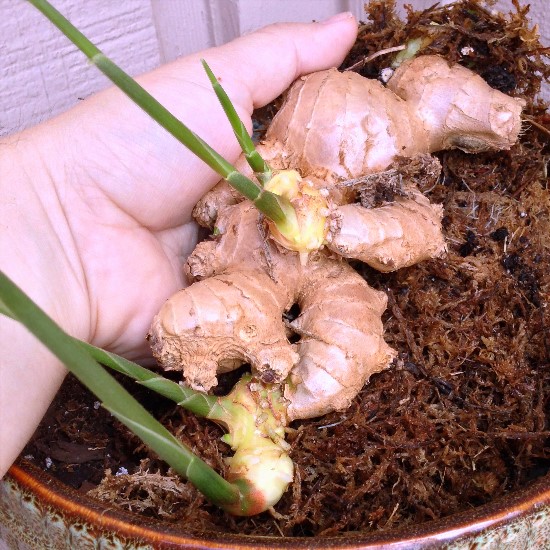 How To Grow Ginger From Ginger Root