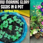 How To Grow Morning Glory From Seeds
