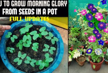 How To Grow Morning Glory From Seeds