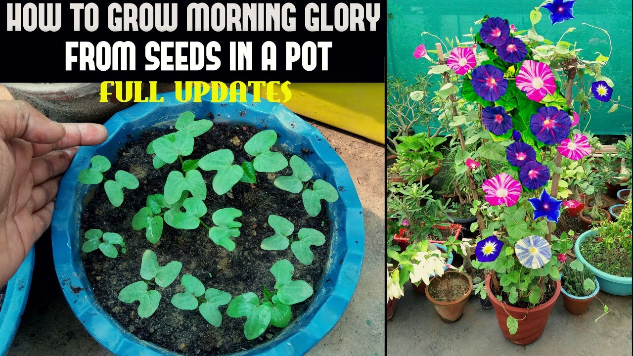 How To Grow Morning Glory From Seeds