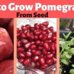 How To Grow Pomegranate Plant From Pomegranate Seed