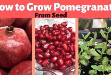 How To Grow Pomegranate Plant From Pomegranate Seed