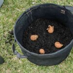 How To Grow Potatoes In A Container