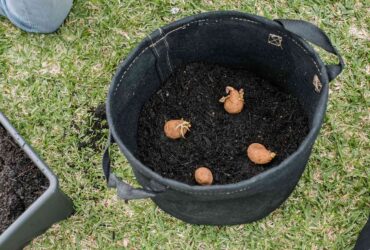 How To Grow Potatoes In A Container