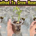 How To Grow Rose Plant From Cuttings