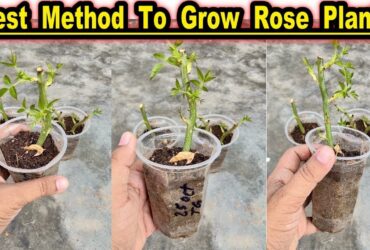 How To Grow Rose Plant From Cuttings
