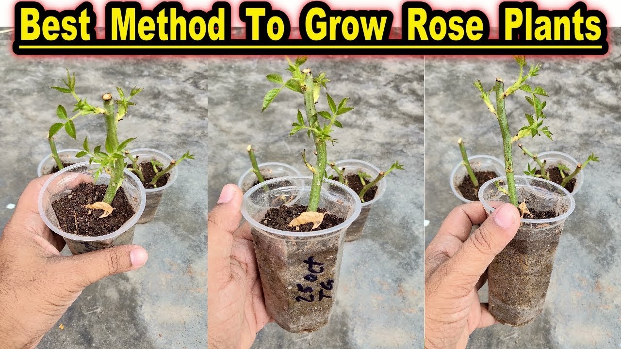 How To Grow Rose Plant From Cuttings