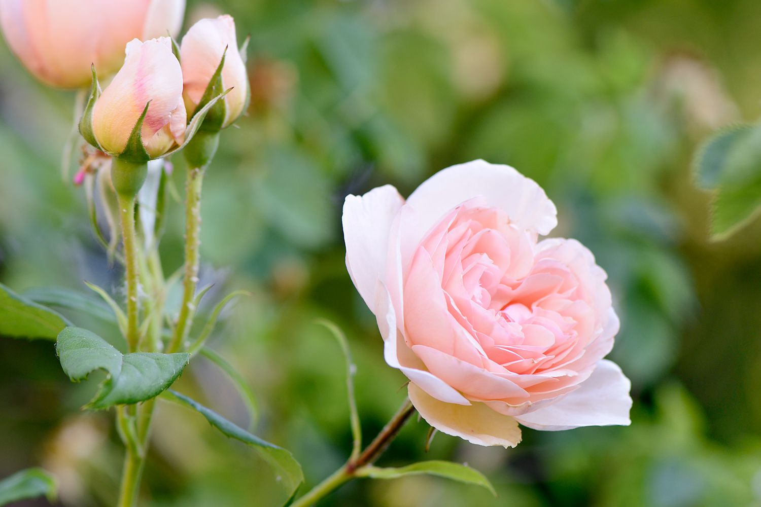 How To Plant A Rose Bush From A Cutting: Grow Blooms Like A Pro
