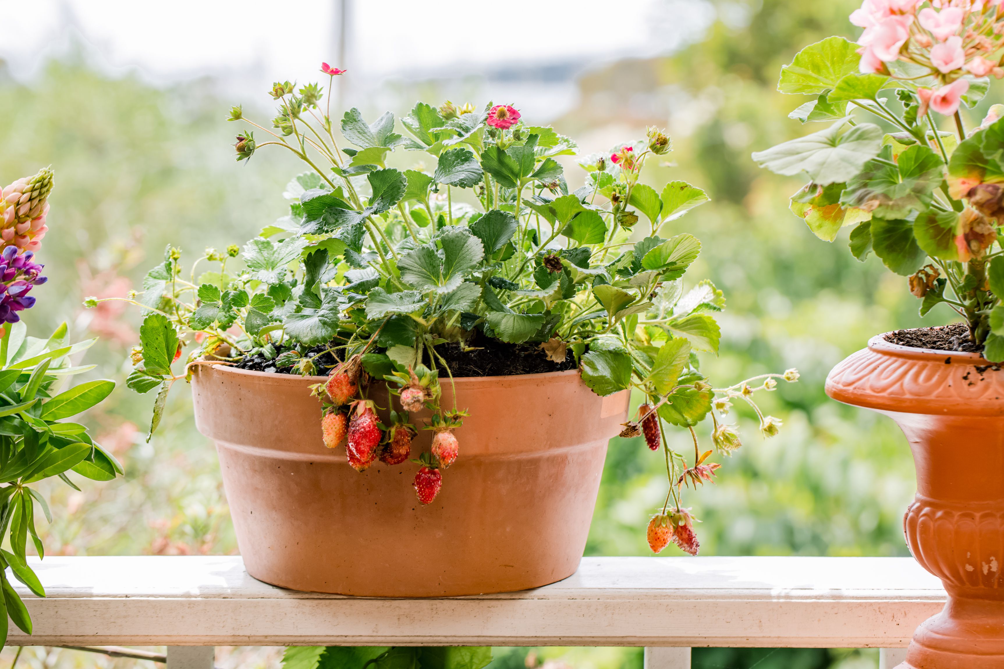 Best Containers For Growing Strawberry Plants: Top Picks!