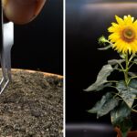 How To Grow Sunflower Plant From Seed