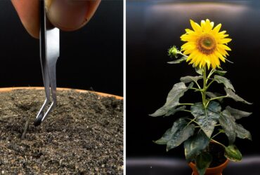 How To Grow Sunflower Plant From Seed