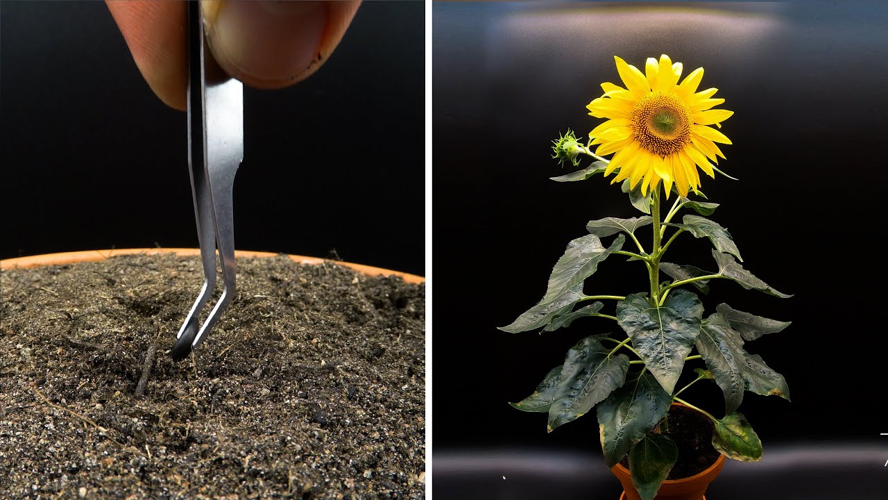 How To Grow Sunflower Plant From Seed