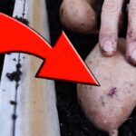 How To Grow Sweet Potatoes From A Sweet Potato Yield Secrets
