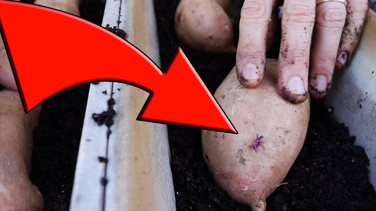 How To Grow Sweet Potatoes From A Sweet Potato Yield Secrets
