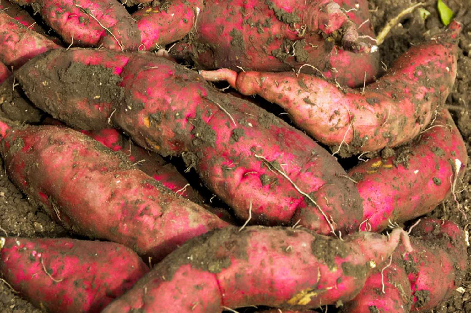 Cultivation Of Sweet Potatoes: Yield-Boosting Tips!