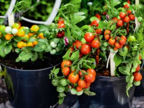 How To Grow Tomato Plants In A Container