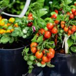 How To Grow Tomatoes In Planters