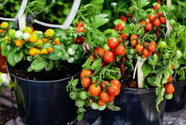 How To Grow Tomatoes In Planters