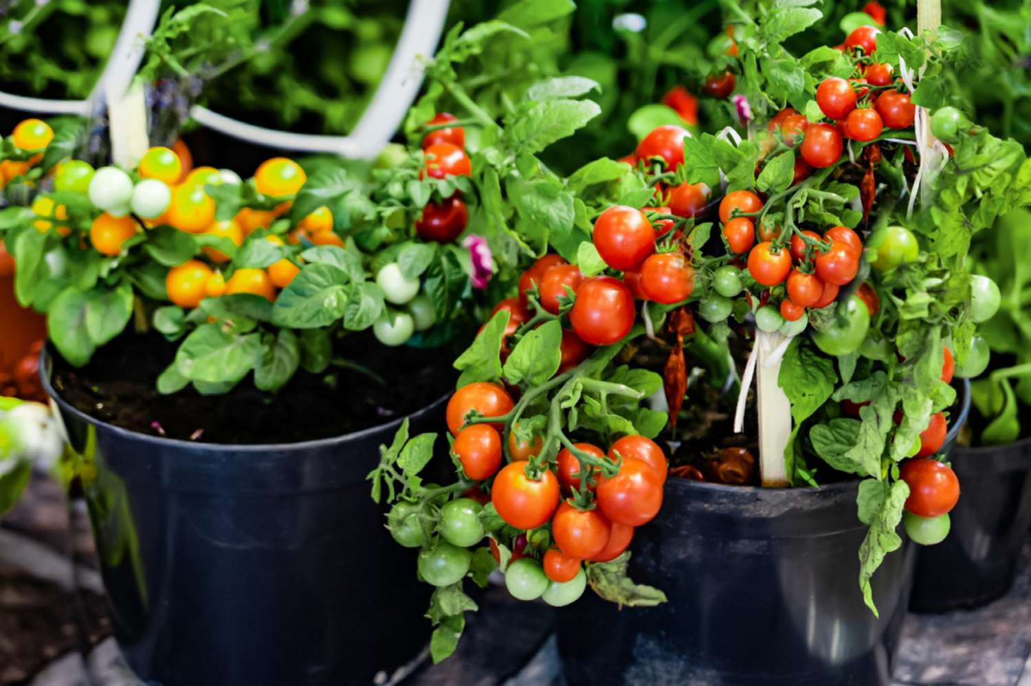How To Grow Tomatoes In Planters