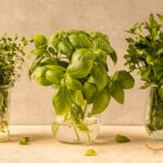 How To Keep Cilantro Fresh Longer Expert Tips Unveiled 1