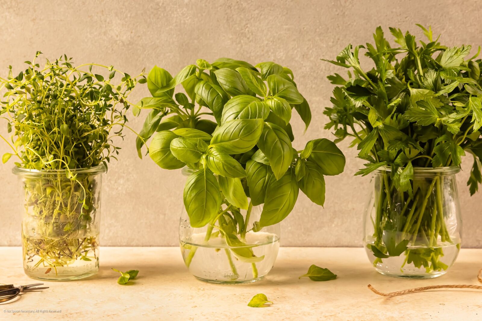 How To Keep Cilantro Fresh Longer Expert Tips Unveiled 1