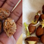 How To Plant A Peach Tree From Seed