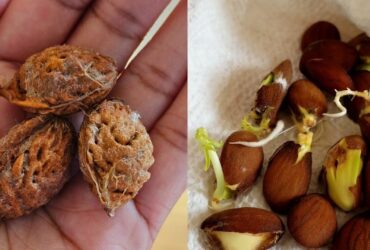 How To Plant A Peach Tree From Seed