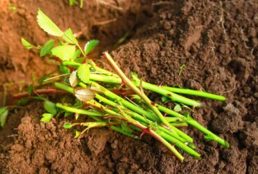 How To Plant A Rose Bush From A Cutting Grow Blooms Like A Pro 2