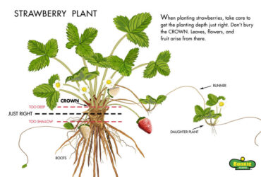 How To Plant A Strawberry