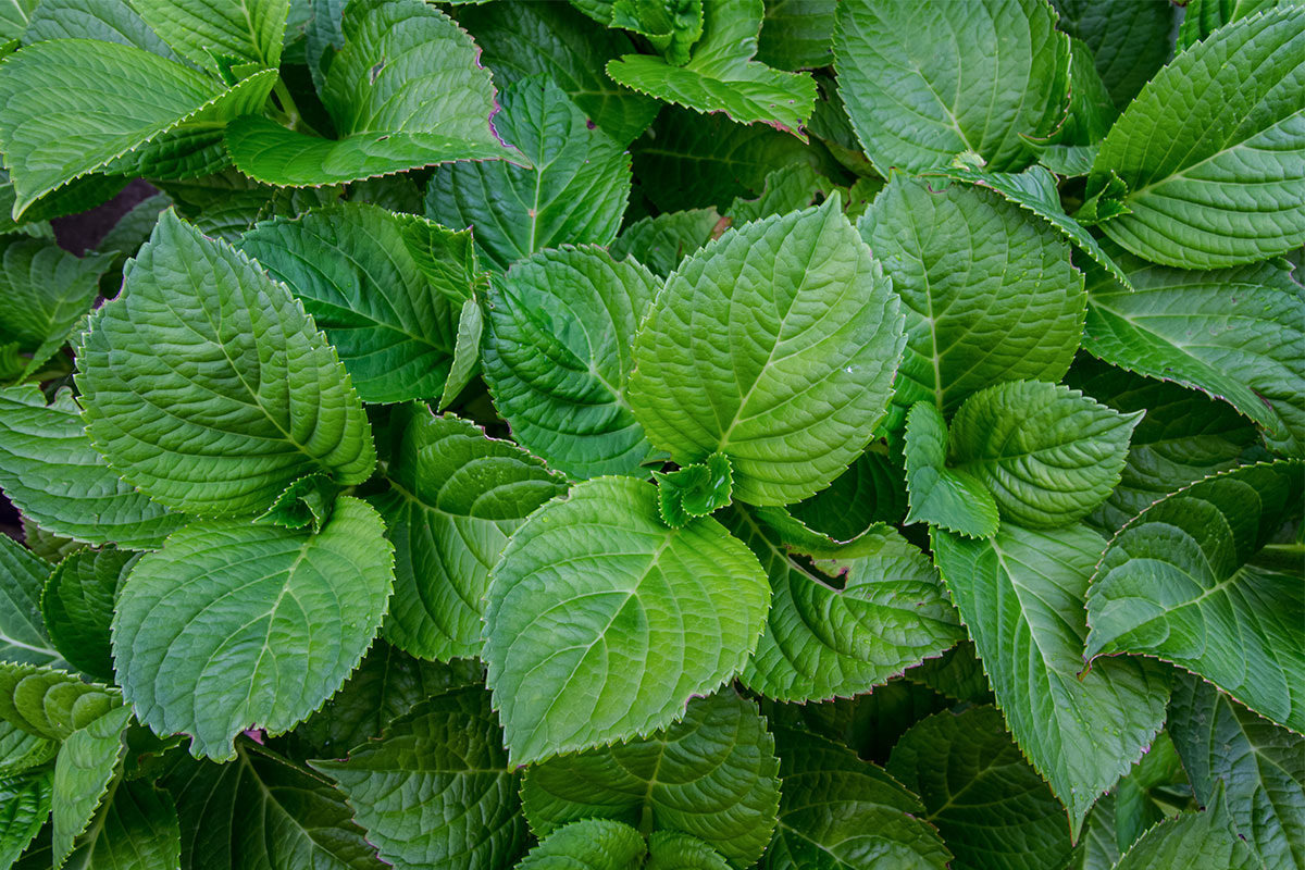 How To Plant And Care For Hydrangeas Blooming Success