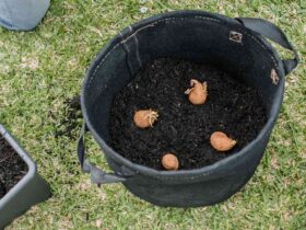 How To Plant Potatoes In A Container