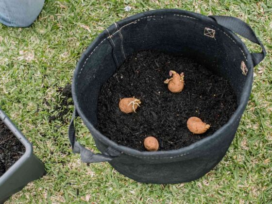 How To Plant Potatoes In A Container