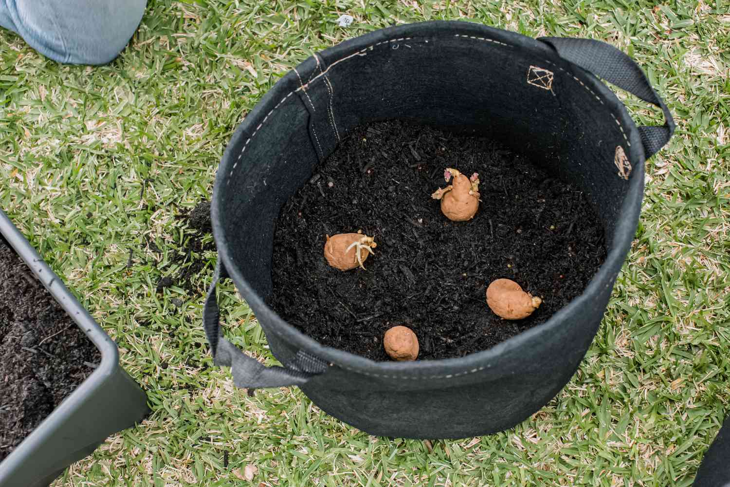 How To Plant Potatoes In A Container