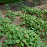 How To Plant Sweet Potatoes Plants